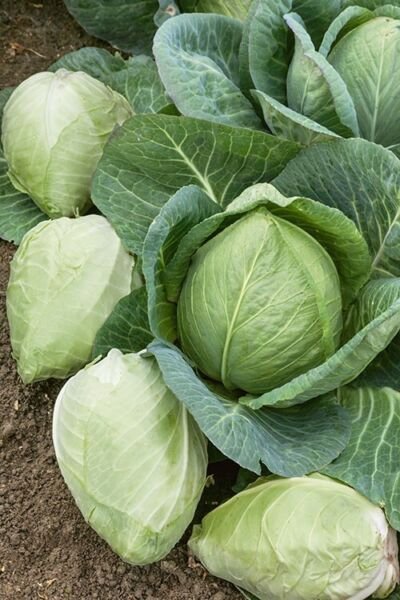 600+ CABBAGE SEED CHARLESTON WAKEFIELD Heirloom NON GMO FRESH