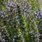 Rosemary Seeds 25 Seeds Heirloom - Non-GMO Herb Seeds