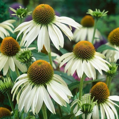 White Swan Coneflower Seeds Non-GMO