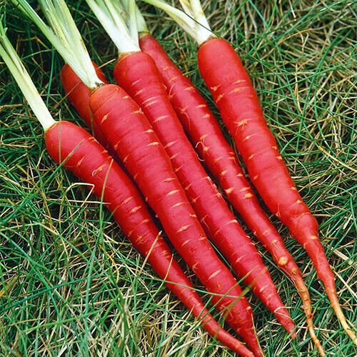 Atomic Red Carrot Seeds Non-GMO