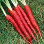 Atomic Red Carrot Seeds Non-GMO