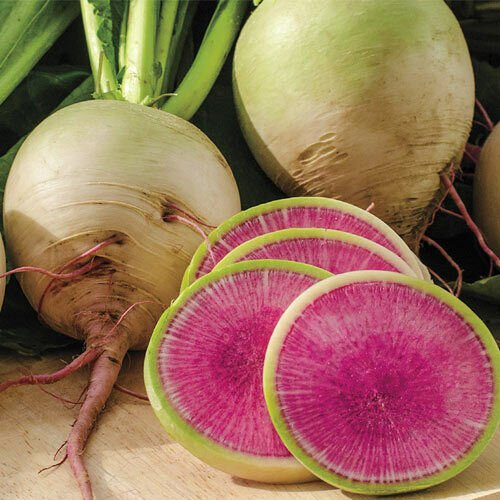 Watermelon Radish Seeds Non-GMO