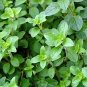 Italian Oregano Seeds 2 000 Seeds Heirloom - Non-GMO