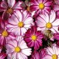Cosmos Picotee Seeds 100 Ct Flower Cosmo Bipinnatus BUTTERFLIES