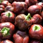 Chocolate Beauty Bell Pepper Seeds 25+ Vegetable NON-GMO HEIRLOOM