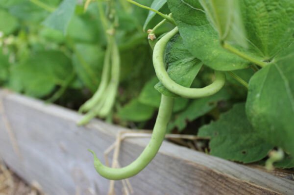 Contender Bush Green Bean Seeds NON-GMO Early Harvest Stringless