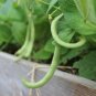 Contender Bush Green Bean Seeds NON-GMO Early Harvest Stringless