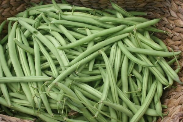 Provider Bush Green Bean Seeds NON-GMO