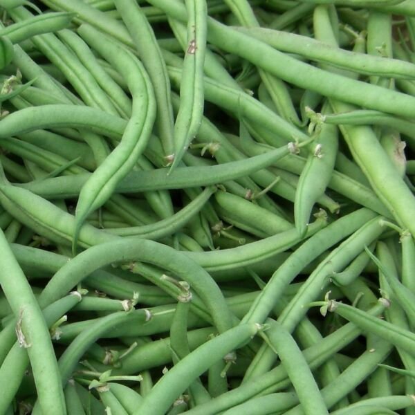 Burpee Stringless Green Bean Seeds NON-GMO