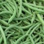 Burpee Stringless Green Bean Seeds NON-GMO