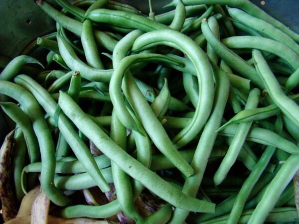 Green Bean Seeds Blue Lake Bush 274 NON-GMO Variety Packets