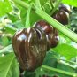Chocolate Habanero Pepper 10 Seeds Brown Congo