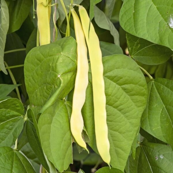 Golden Wax Bush Bean Seeds Top Notch NON-GMO Heirloom Variety Sizes