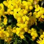 Bird's Foot Trefoil Seeds 300+ Lotus Corniculatus Flower PERENNIAL