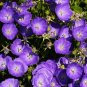 Tussock Bellflower Seeds 500+ Campanula Carpatica Flower Perennial