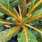 Orange Fantasia Swiss Chard Seeds 50 Ct Vegetable Heirloom NON-GMO