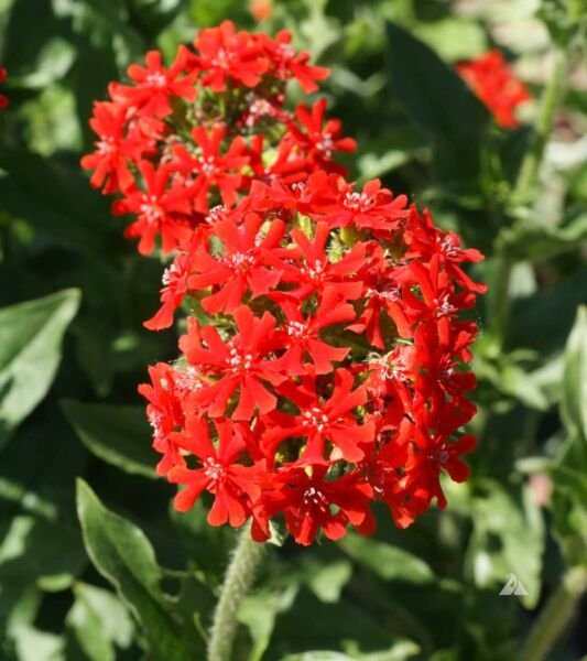 Maltese Cross Seeds 200+ Lychnis Chalcedonica Flower Perennial