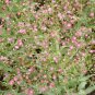 Deep Carmine Baby's Breath Seeds 500+ Gypsophila Elegans Flower ANNUAL
