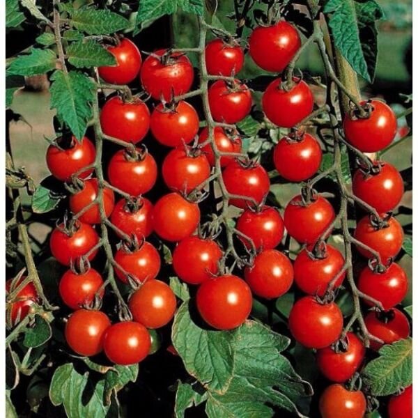 10+ CHERRY TOMATO SUPER SWEET LARGE SEEDS HEIRLOOM NON GMO RARE ORGANIC