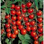 10+ CHERRY TOMATO SUPER SWEET LARGE SEEDS HEIRLOOM NON GMO RARE ORGANIC