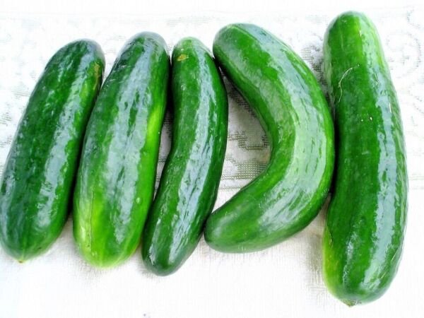 10+ Muncher Cucumber Seeds ORGANIC HEIRLOOM NON GMO FRESH
