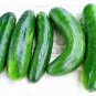 10+ Muncher Cucumber Seeds ORGANIC HEIRLOOM NON GMO FRESH