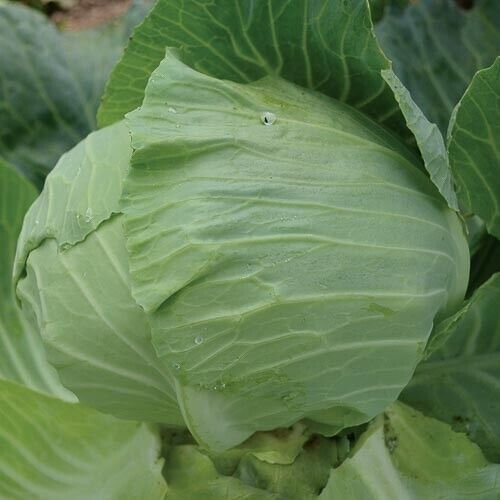 600+ Cabbage Seeds Early Round Dutch Heirloom NON GMO FRESH