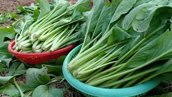 200+ Asian Yu Choy Choi Sum Chinese Flowering Cabbage Seeds Early Green