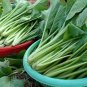 200+ Asian Yu Choy Choi Sum Chinese Flowering Cabbage Seeds Early Green
