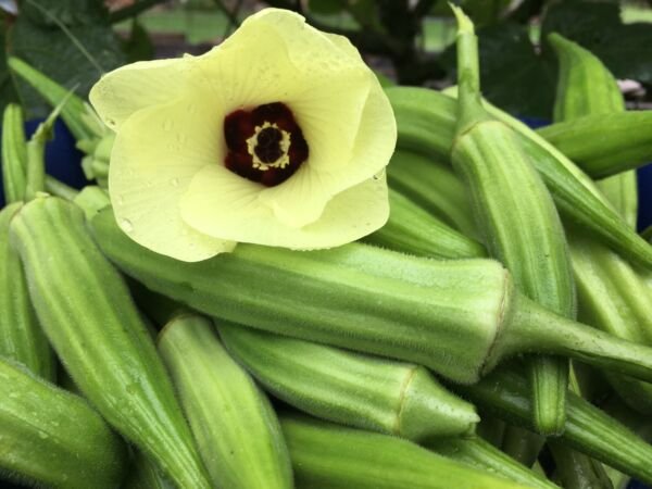 25+ Clemson Spineless Okra Seeds NON GMO Heirloom FRESH