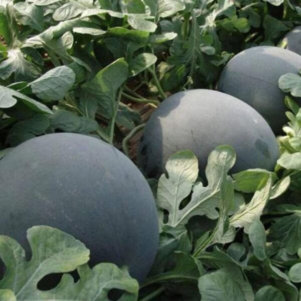 Black Diamond Watermelon - Seeds - Non Gmo - Heirloom Seeds &acirc;�� Fruit Seeds
