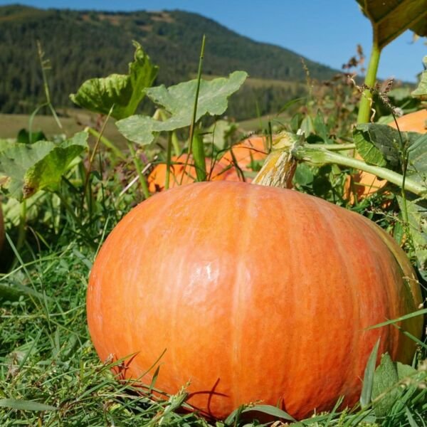 Connecticut Field Pumpkins - Seeds - Non Gmo - Heirloom Pumpkin Seeds
