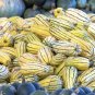 Delicata Squash - Seeds - Organic - Non Gmo - Heirloom Seeds – Vegetable Seeds
