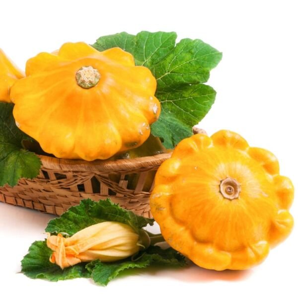 Yellow Scallop Squash - Seeds - Organic - Non Gmo - Heirloom Seeds