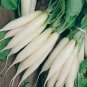 200+ White Icicle Radish Seeds Heirloom Organic NON GMO FRESH RARE