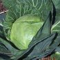 250+ Late Flat Dutch Cabbage Seeds Heirloom NON GMO FRESH