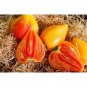10+ Orange Oxheart Tomato Seeds Heirloom Organic NON GMO FRESH RARE