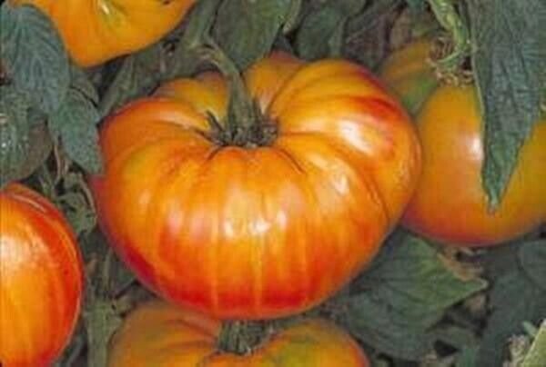 10+ Pineapple Tomato Seeds Heirloom Organic NON GMO FRESH RARE