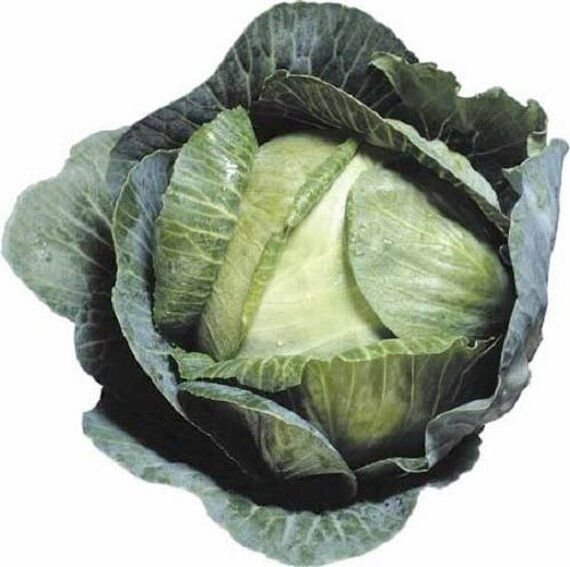 600+ Cabbage Seeds Early Jersey Wakefield Heirloom NON GMO FRESH