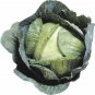 600+ Cabbage Seeds Early Jersey Wakefield Heirloom NON GMO FRESH