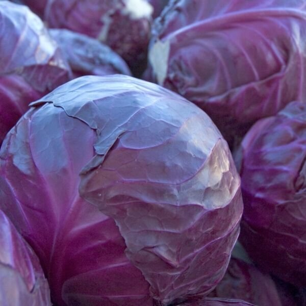 400+ Red Acre Cabbage Seeds Heirloom NON GMO FRESH