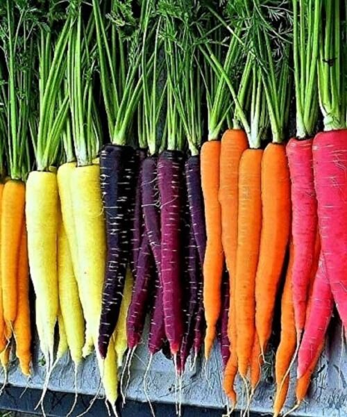 100+ Rainbow Carrot Blend Mix Seeds NON GMO HEIRLOOM ORGANIC FRESH