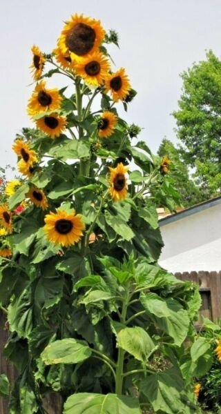 10+ SKYSCRAPER SUNFLOWER SEEDS HEIRLOOM NON GMO FRESH