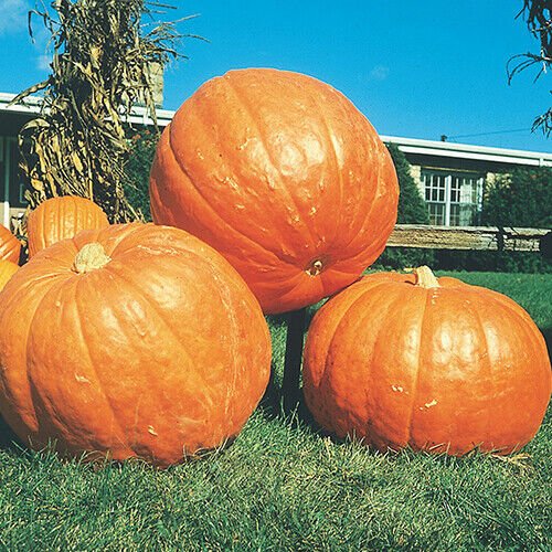 Big Max Pumpkin Seeds 10 Seeds Heirloom Non-GMO