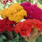 Cristata Mix Celosia Seeds Non-GMO
