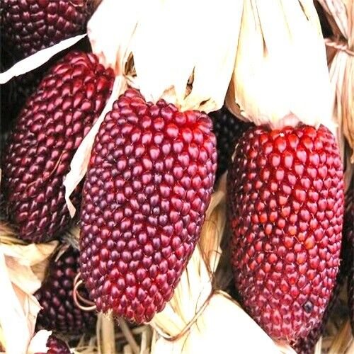 Strawberry Popcorn Corn Seeds Non-GMO