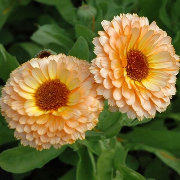 Pink Surprise Calendula Seeds Non-GMO