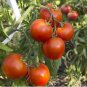 Arkansas Traveler Tomato Seeds NON-GMO Heirloom Heat Tolerant