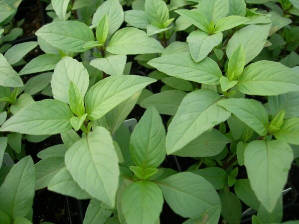 Lime Basil Seeds Hoary Basil NON-GMO Variety Size Packets