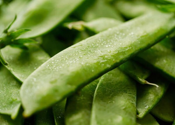 Mammoth Melting Sugar Snow Pea Seeds NON-GMO Heirloom